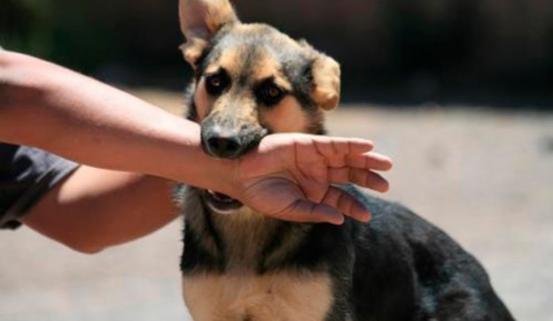 El Mejor Bufete Jurídico de Abogados en Español Especializados en Lesiones por Mordidas de Perro o Mascotas en Alhambra California
